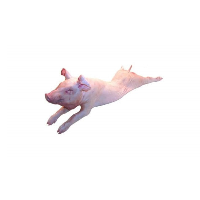 Suckling Pig